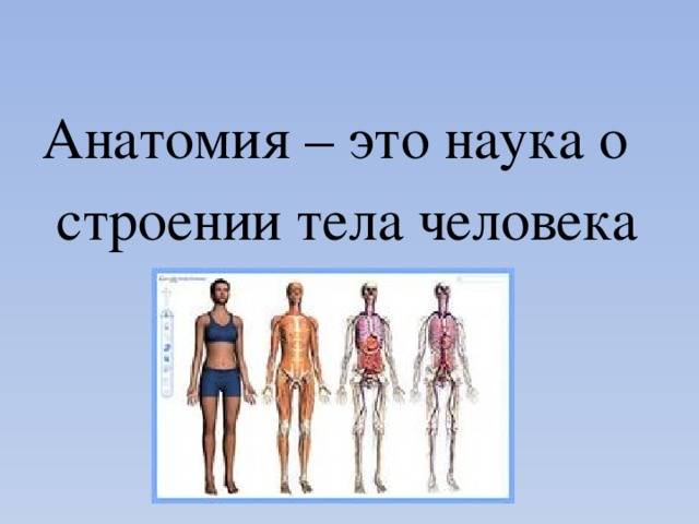 Биология строение тела человека. Анатомия это наука. Строение тела человека. Строение тела человека кратко. Анатомическое строение человека.