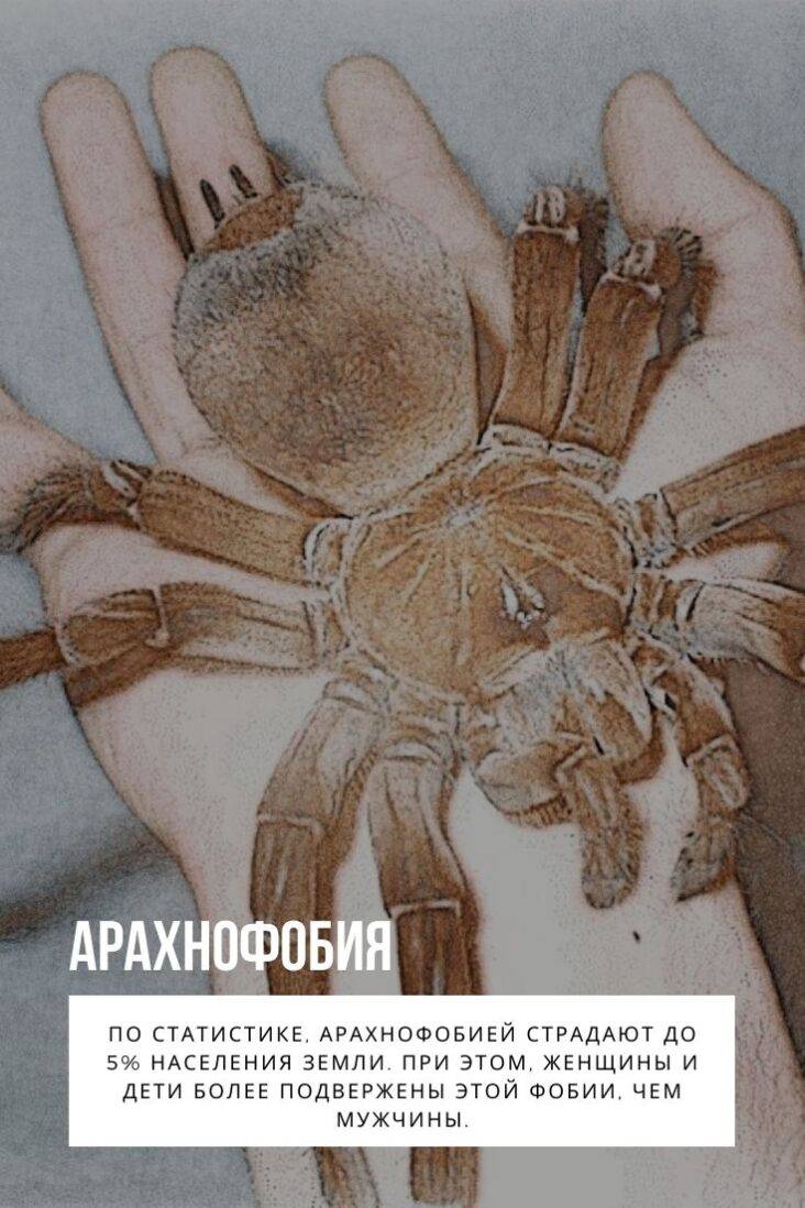 Боязнь пауков или арахнофобия: что это такое, почему люди боятся, как избавиться?