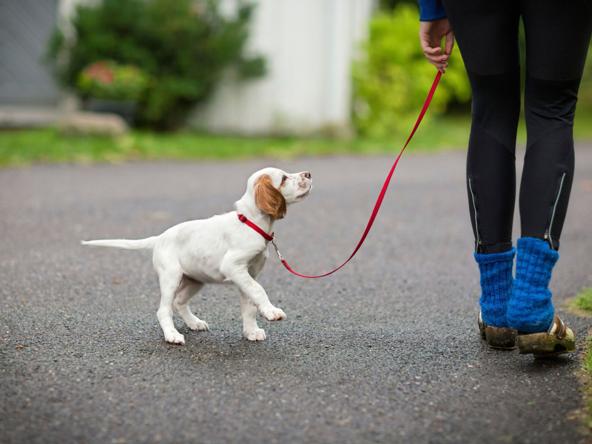 Зачем выгуливать собаку и как делать это правильно
