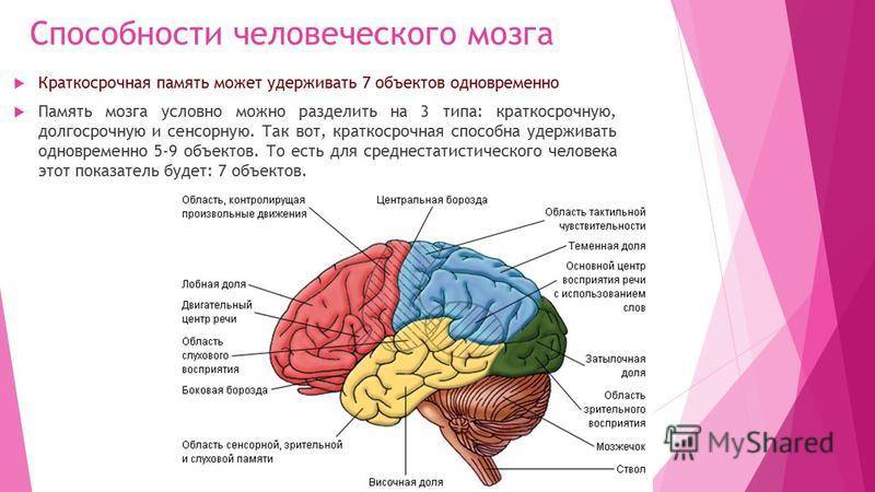 Что происходит с головным мозгом при развитии шизофрении?
