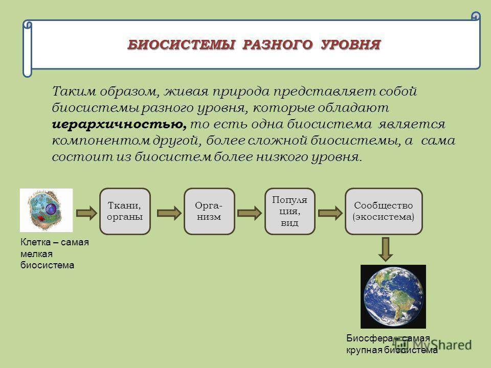 Принципы биологических систем. Различные системы в биологии. Системы в биологии примеры. Биосистемы разного уровня. Уровни биосистем.