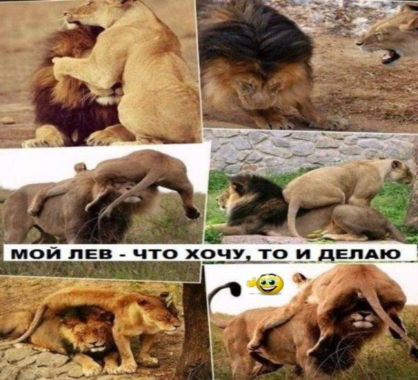 Мужчина лев: как понять что он влюблен, поведение, признаки