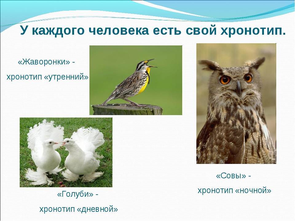 Кто здоровее - «жаворонки» или «совы»? - русская семерка