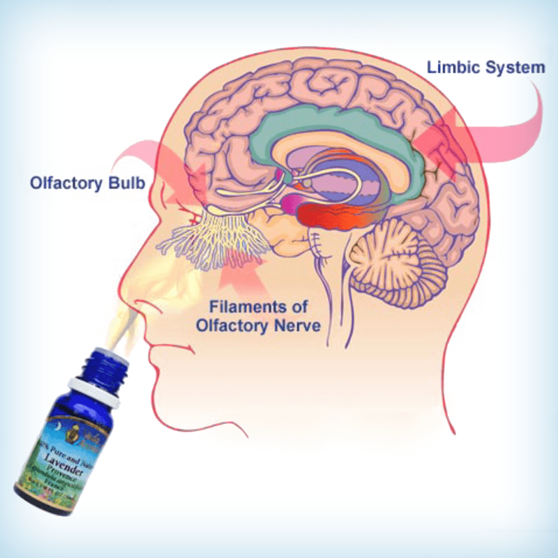 Как масло влияет на организм. Эфирные масла воздействие на мозг. Влияние запахов на мозг. Воздействие эфирных масел. Влияние эфирных масел на мозг человека.