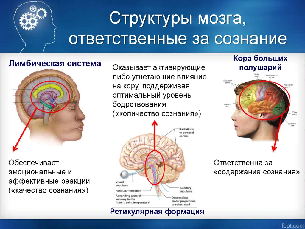 Нейробиология: что происходит с мозгом, когда мы учимся