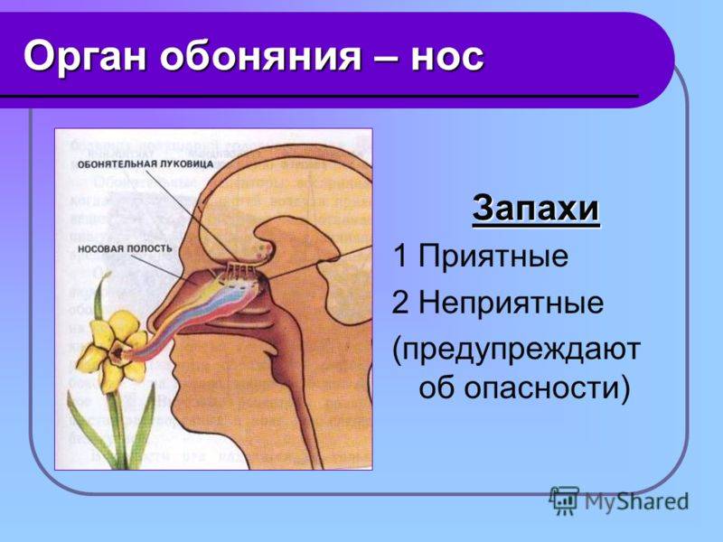 Орган обоняния человека. функции органа обоняния :: syl.ru
