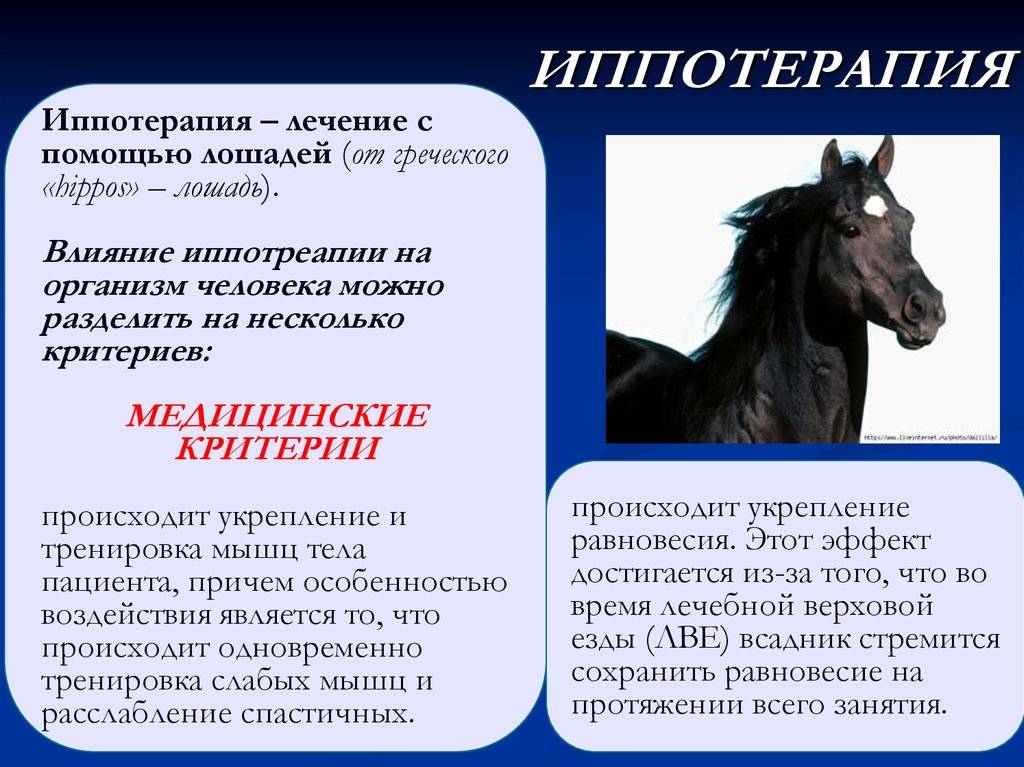 Иппотерапия: целебная сила лошадей