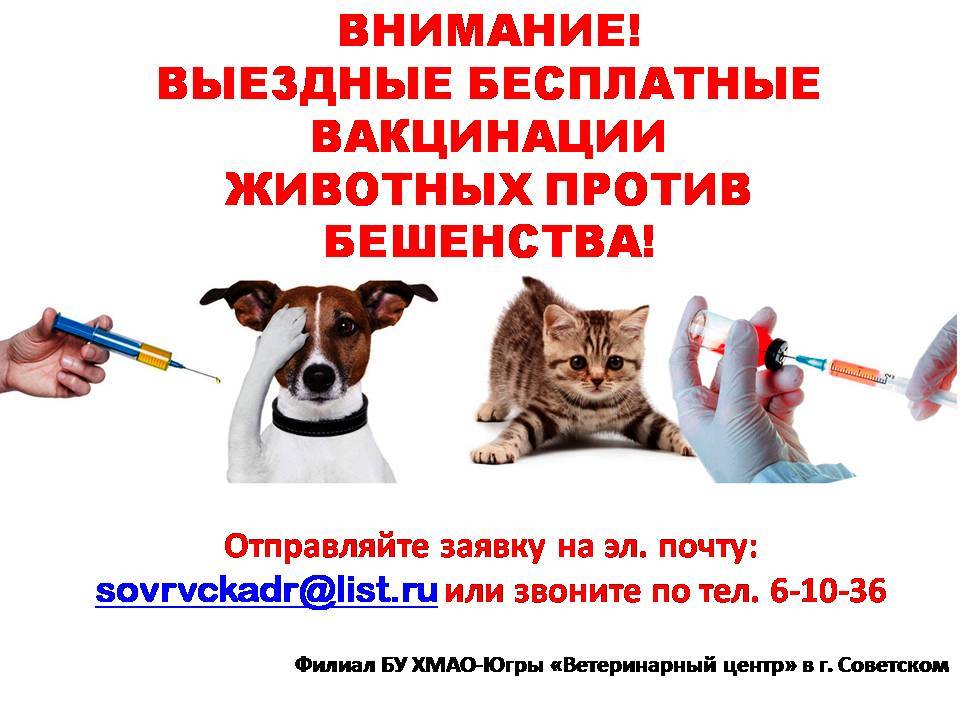Бесплатные прививки для кошек в москве