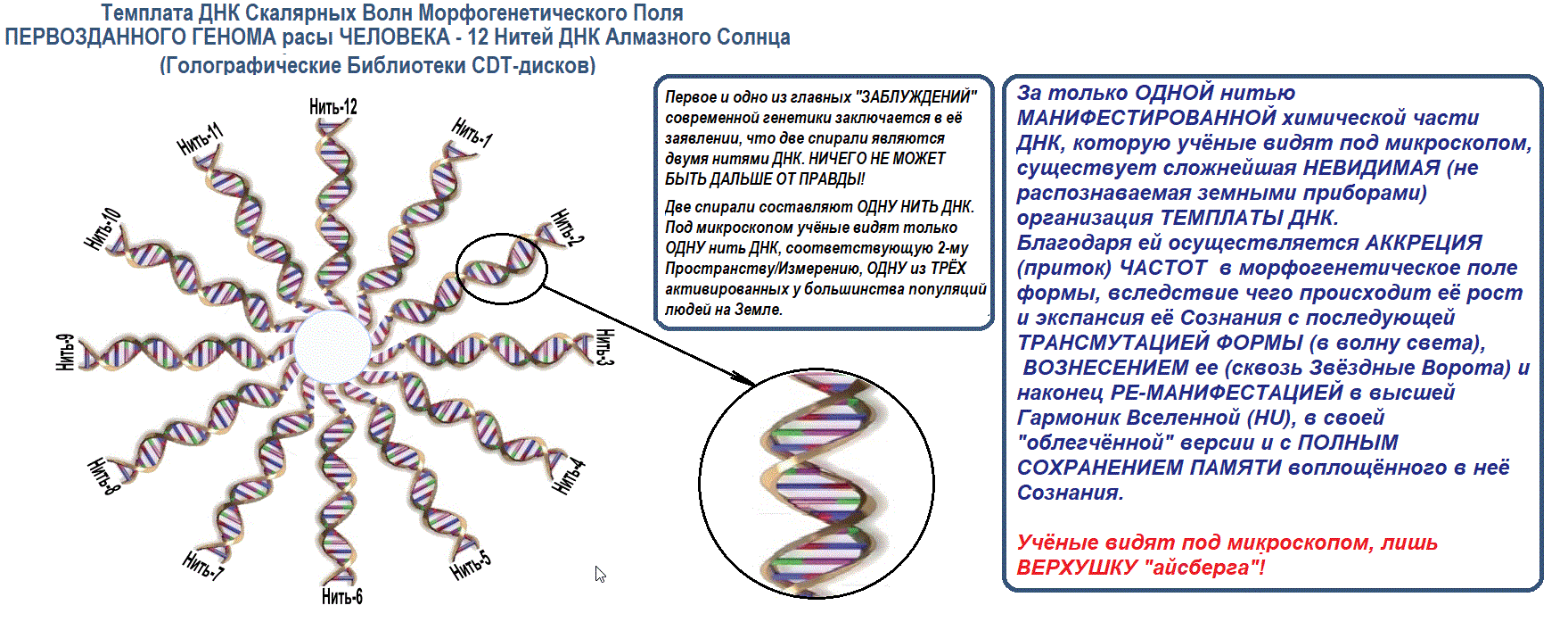 Днк 08 04 2024. 12 Спиралей ДНК. 12 Нитей ДНК человека. Активация 12 нитей ДНК. Спираль ДНК человека.