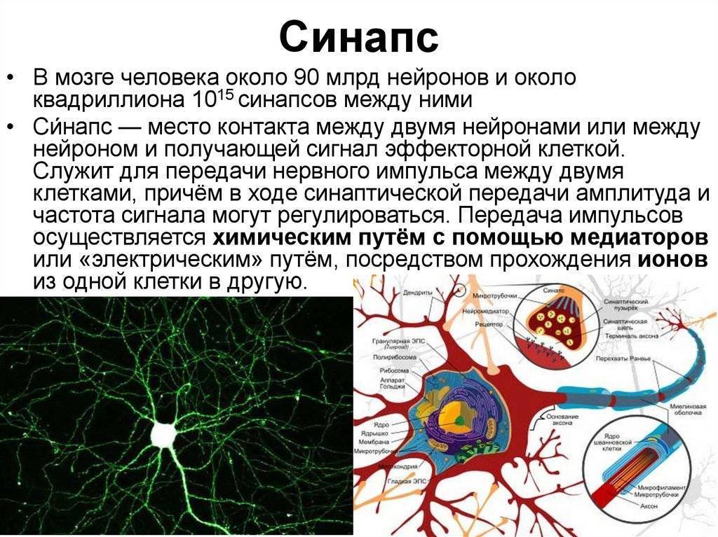 Образование клетки мозга