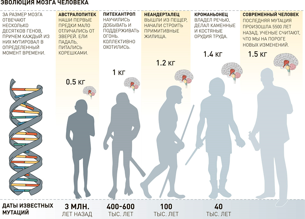 Развитие мозга возраст. Объем мозга современного человека. Эволюция головного мозга человека. Эволюция человека объем мозга. Развитие человека.