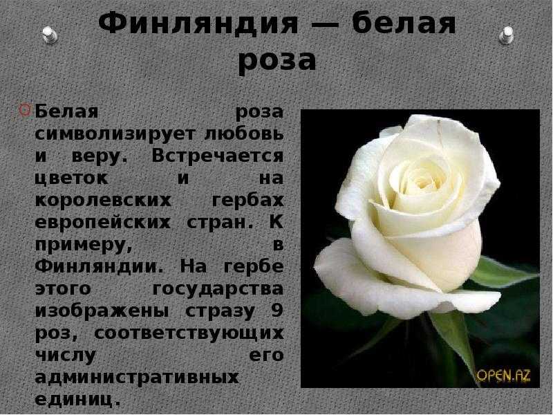 К чему мужчина дарит белые розы, о чем говорит психология