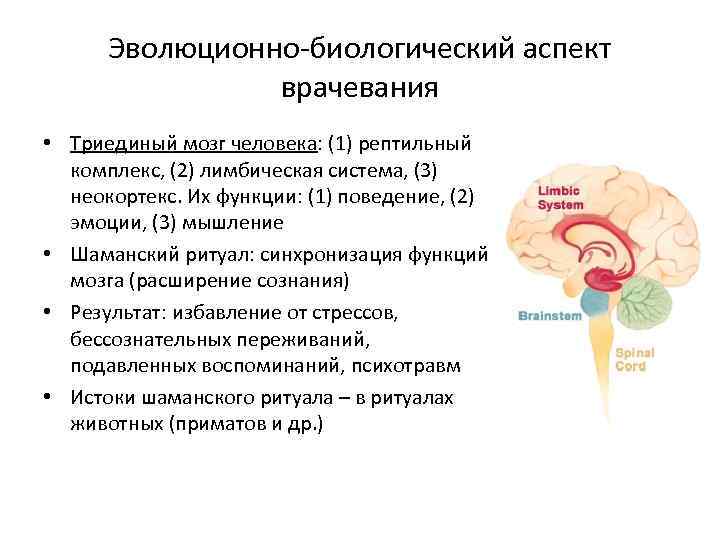 Три мозга по маклину и три функциональных блока мозга по лурии | триединый мозг