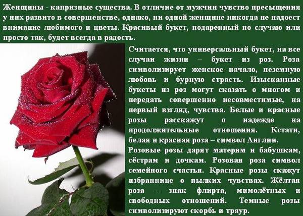Что означают белые розы и к чему их дарят