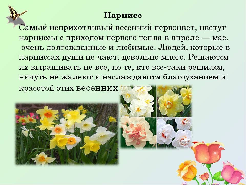 Нарциссы текст. Нарцисс (растение) клумбовые растения. Нарцисс однолетний. Нарцисс описание. Нарцисс цветок описание.