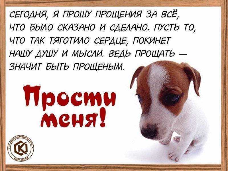 Извинения девушке своими словами