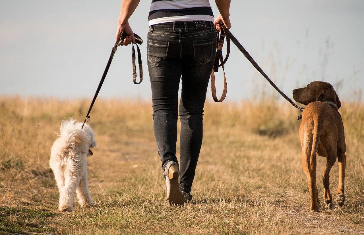 Как часто нужно выгуливать собаку: назначение и правила, длительность