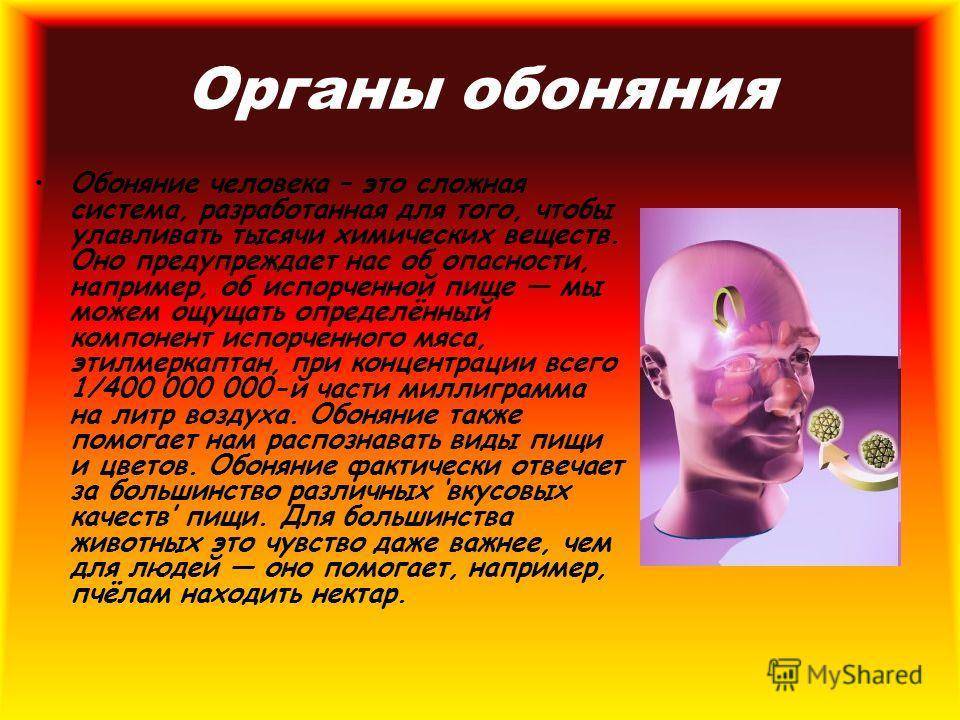 Что такое обоняние. Органы чувств обоняние. Органы чувств нос. Проект на тему органы обоняния. Презентация на тему обоняние.