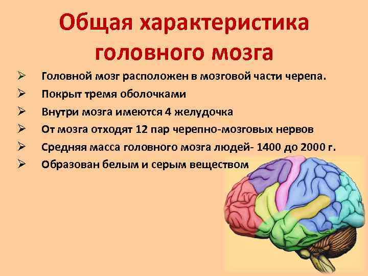 Тест по обществознанию принадлежность двум мирам для 6 класса