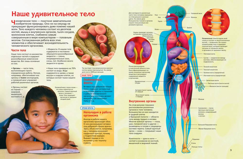100 удивительных фактов о человеческом теле и мозге | brodude.ru
