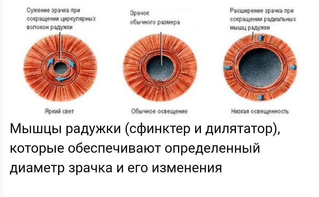 Расширенные зрачки у кошки