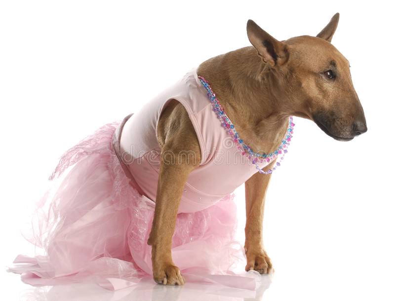 Самые красивые собаки на свете — топ 37 пород с фото и описанием