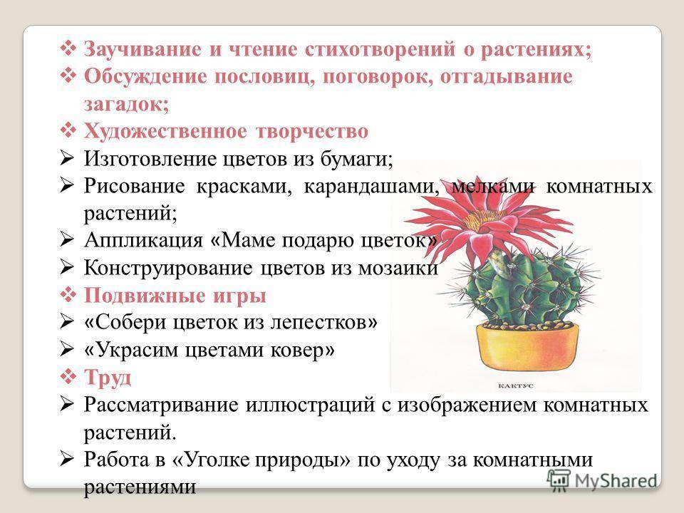 Рисование комнатных растений в подготовительной группе: с натуры и другие варианты + конспекты и методические рекомендации