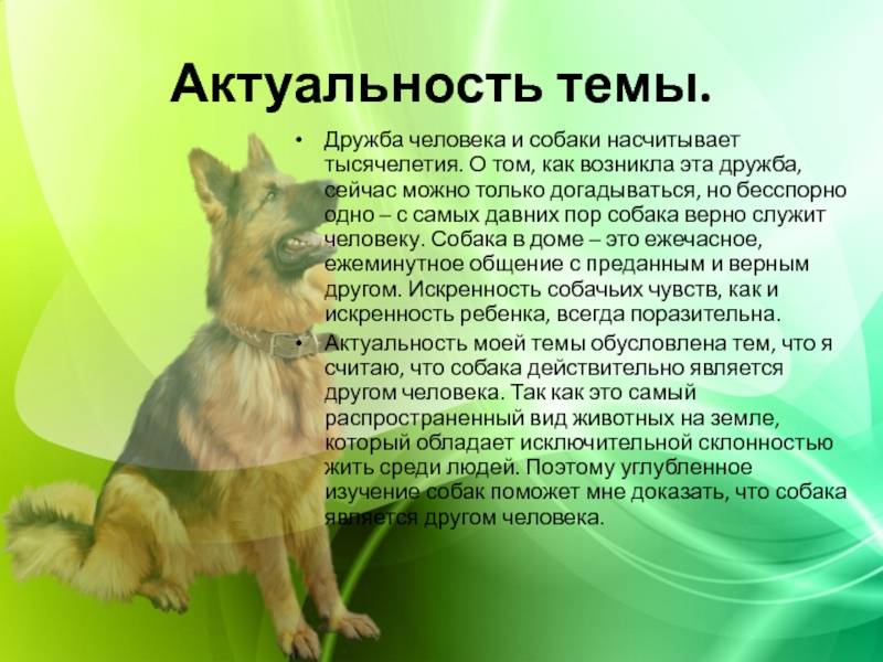 Бродячие хищники: как живет собачья стая - жизнь - info.sibnet.ru
