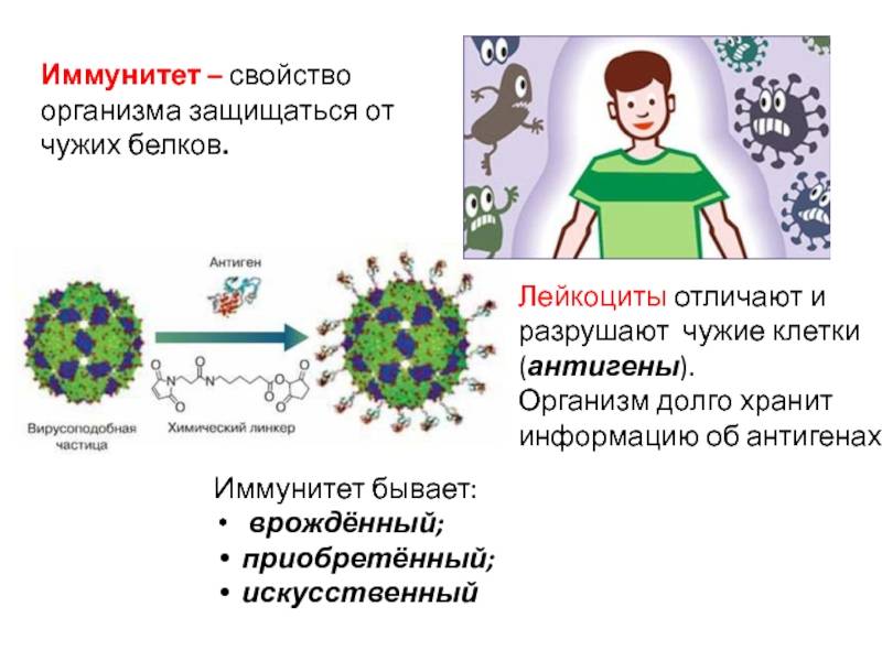 Без иммунный. Иммунитет человека. Иммунитет органы иммунной защиты. Иммунитет человека обеспечивают:. Роль лейкоцитов в иммунной реакции организма.