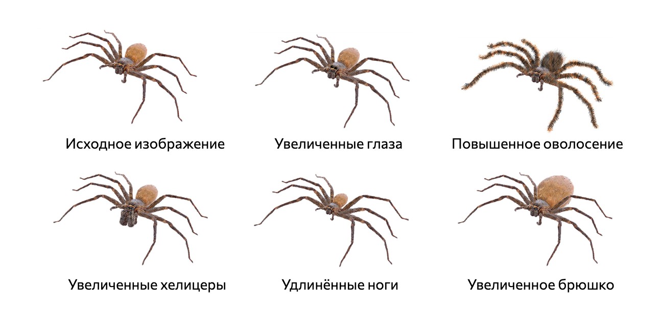 Как избавиться от арахнофобии – боязни пауков