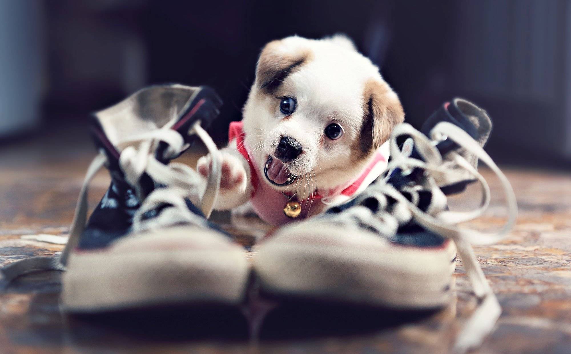 Топ-10 самых ласковых собак в мире: фото, особенности породы