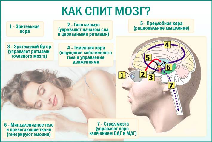 Как сон влияет на память и работу мозга в целом? - блог викиум
