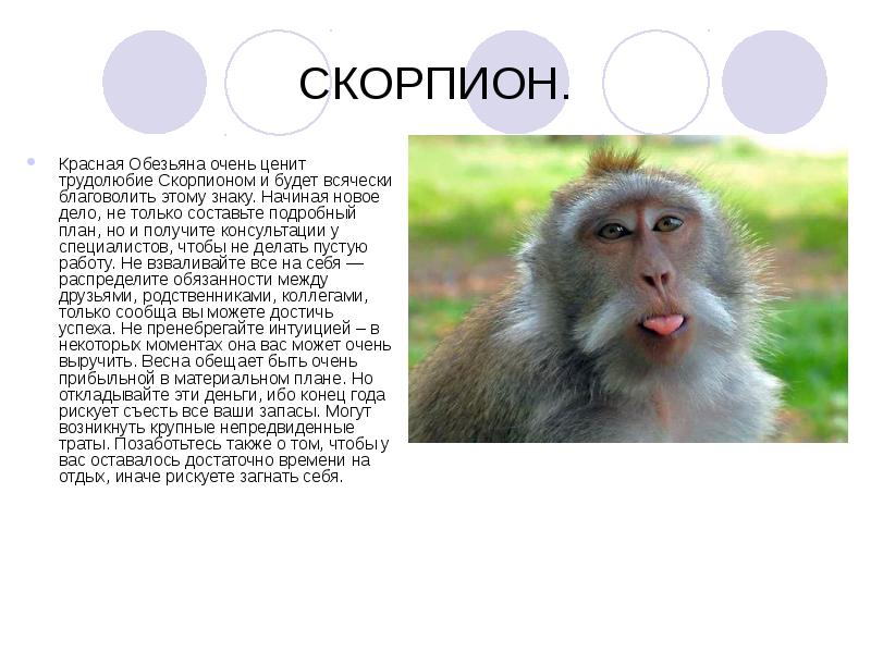 Мужчина рак обезьяна