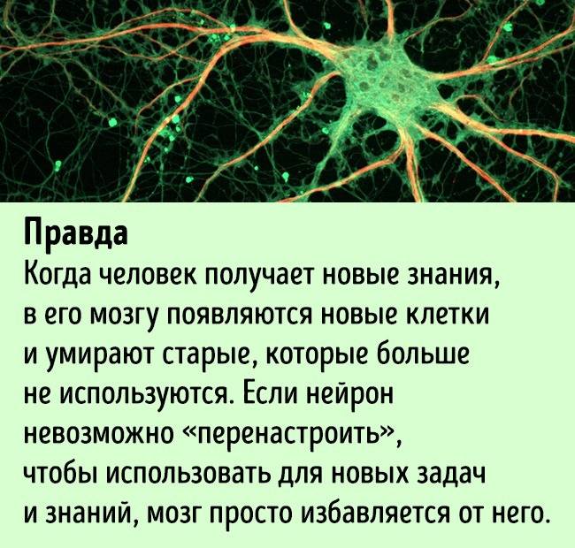 Плохая память? Нейроны растут!
