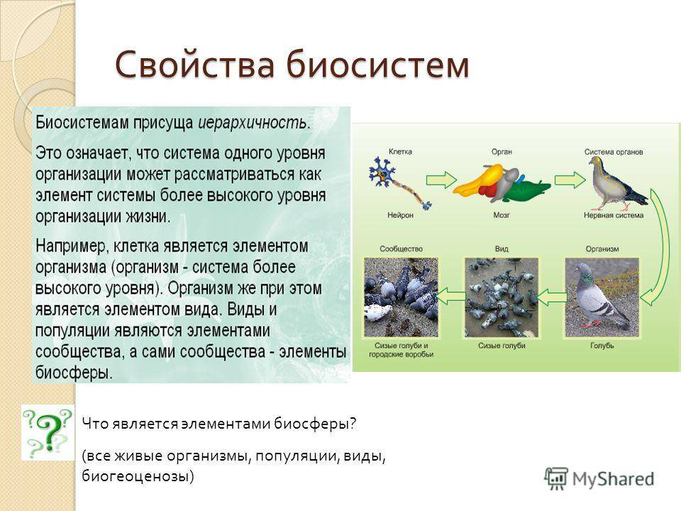 Биосфера птицы. Примеры биосистем. Биологические системы примеры. Биологические системы презентация. Свойства биосистемы.