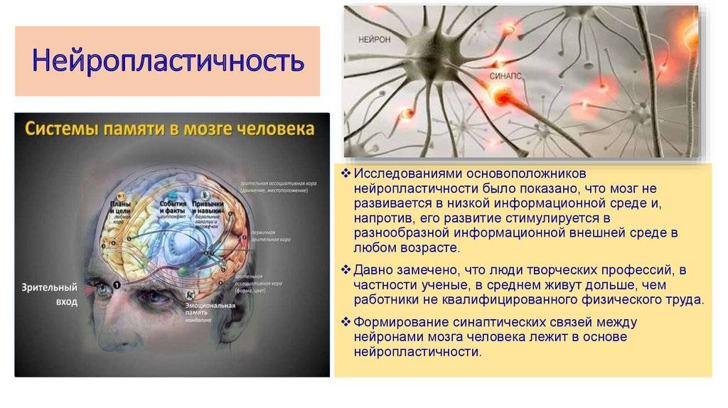 Восстановление клеток мозга. Формирование нейронных связей в мозге. Нейронный мозг. Мозг человека Нейроны. Схема нейронных связей мозга.