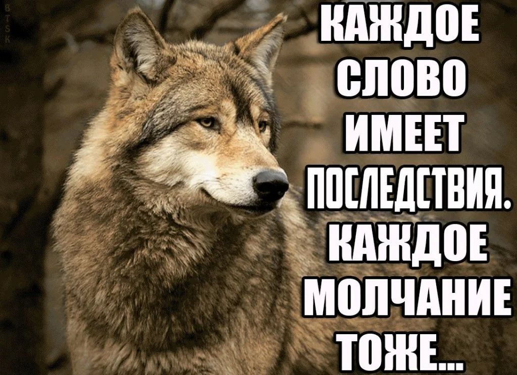 Не говори ничего фразы. Волк Мем. Мемы с волками. Волк обиделся. Волк молчит.
