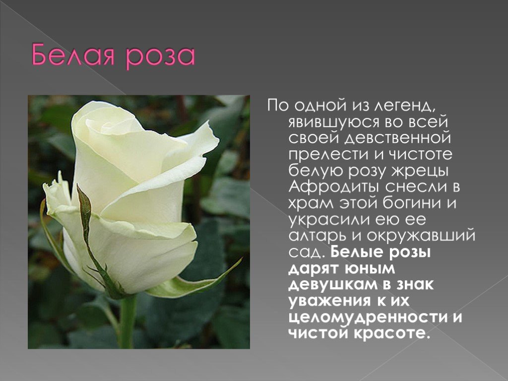 Белые розы в подарок: что означают и кому можно дарить