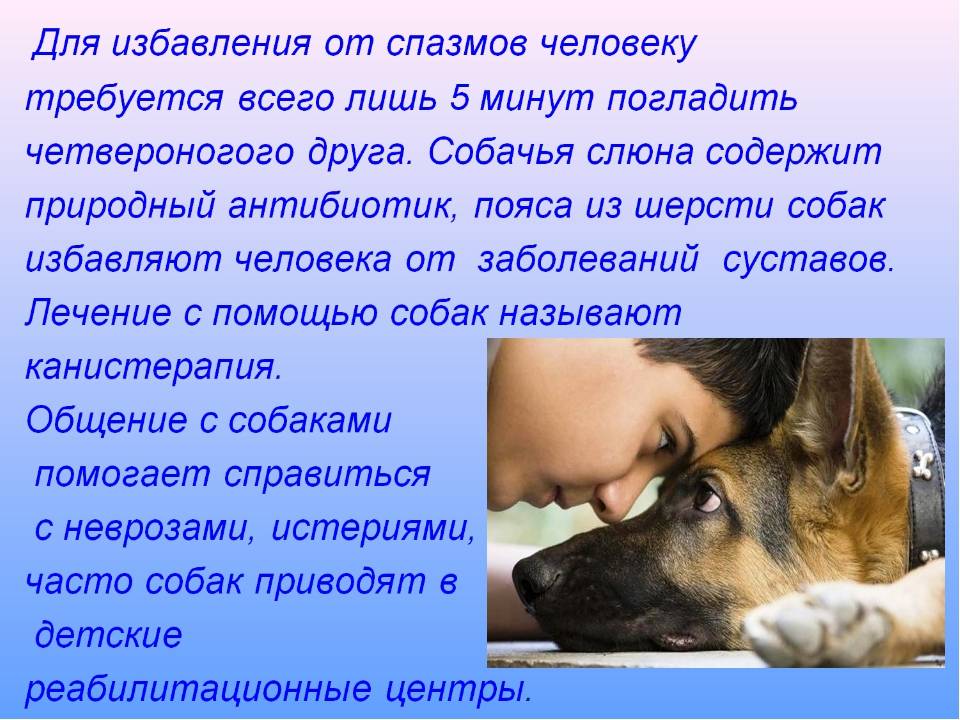 Собака - друг человека | статья в журнале «юный ученый»