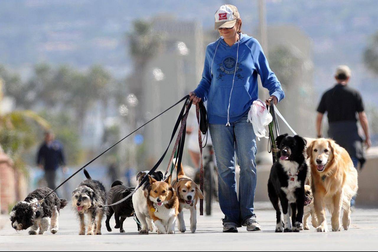К вопросу о прогулках - когда, сколько и где гулять с мини-собачкой? содержание, питание и уход за собаками mini-dogs