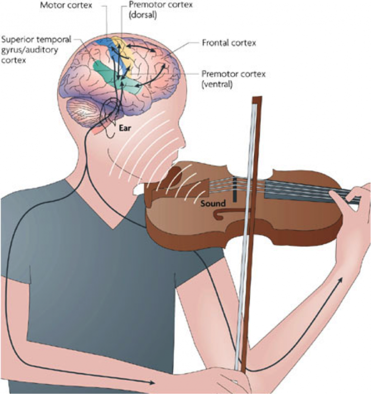 Мозг и музыкальные инструменты. Влияние скрипки на мозг. Мозг музыканта. Игра на музыкальных инструментах мозг. Музыка для улучшения мозга и памяти