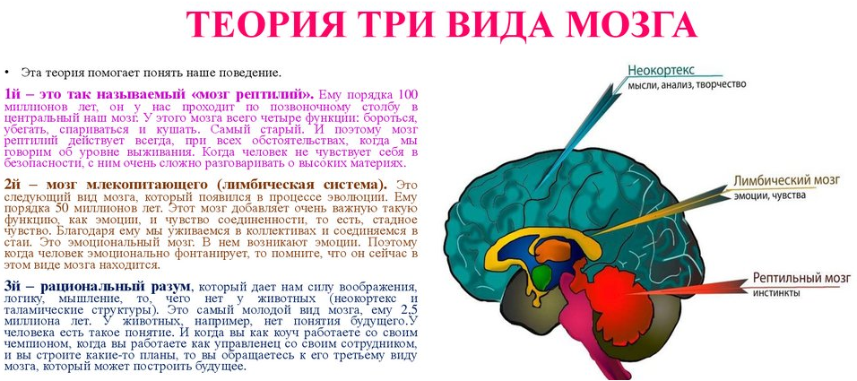 Человеческий рептильный мозг теория триединого мозга / нейропсихология | thpanorama - сделайте себя лучше уже сегодня!