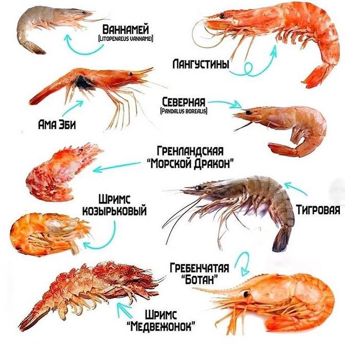 Как есть мелкую креветку? - гаджеты, технологии, интернет