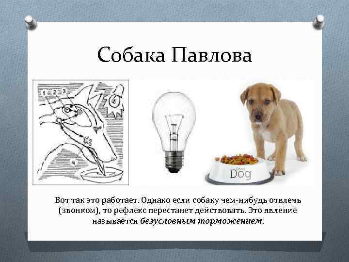 ᐉ собака павлова: что это такое, суть экспериментов и опытов, теория обусловливания - kcc-zoo.ru