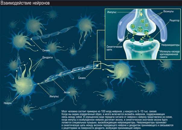 Чем помогут зеркальные нейроны (или они не существуют?)