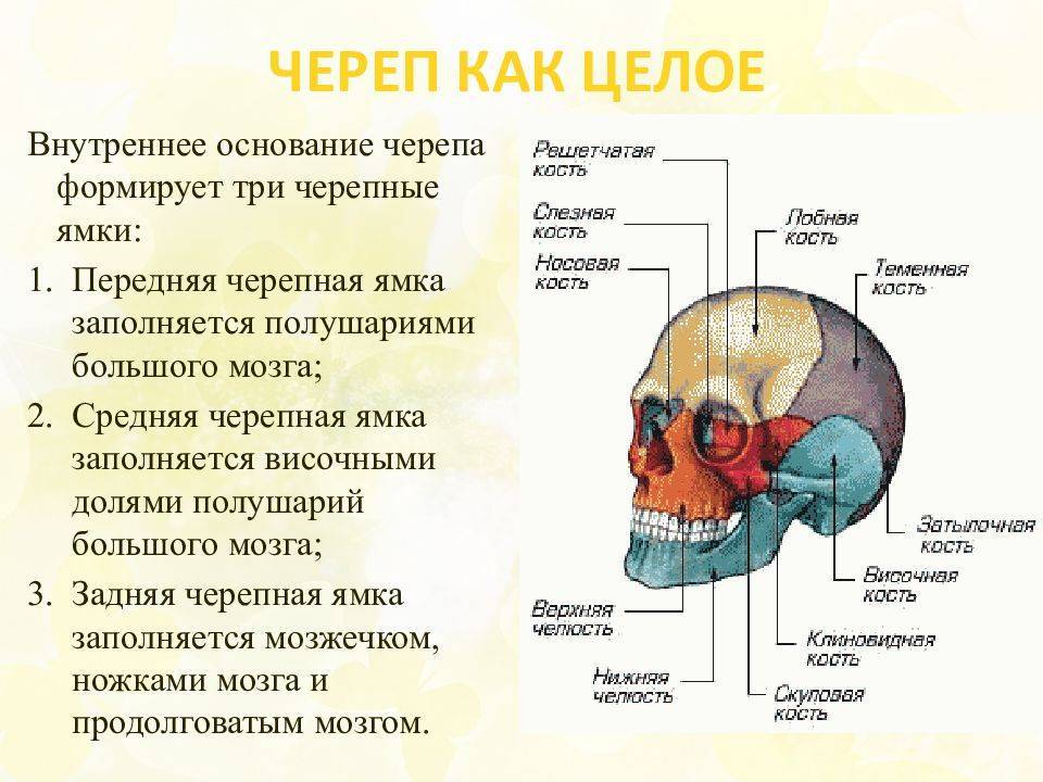 Почему у племени мору-мангбету деформирован череп и для чего его специально удлиняют: фото
