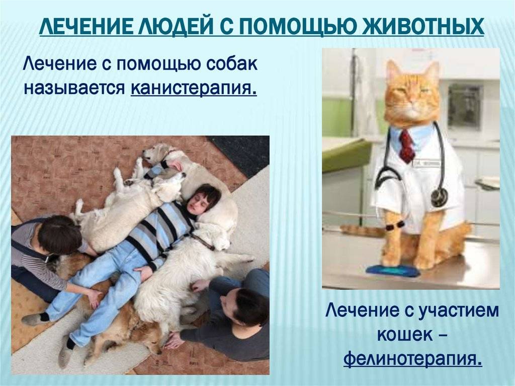 Какие животные лечат. Кошка лечит человека. Фелинотерапия. Фелинотерапия лечение кошками. Как животные лечат людей.