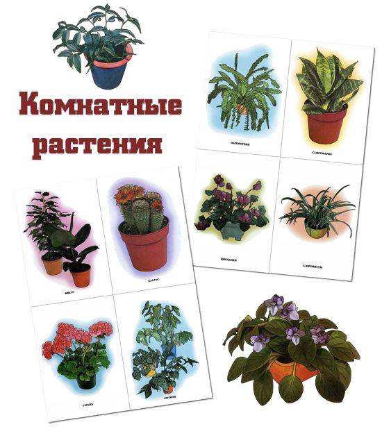 Тема недели «комнатные растения». рисование с детьми 5-6 лет. конспекты занятий